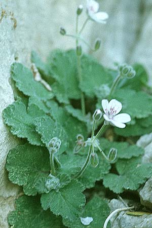 Erodium malacoides \ Malvenblttriger Reiherschnabel / Soft Stork's-Bill, Tunesien/Tunisia Zaghouan 18.3.1997