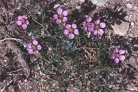 Fagonia cretica \ Kretische Fagonie / Fagonia, Tunesien/Tunisia Hammamet 20.3.1997