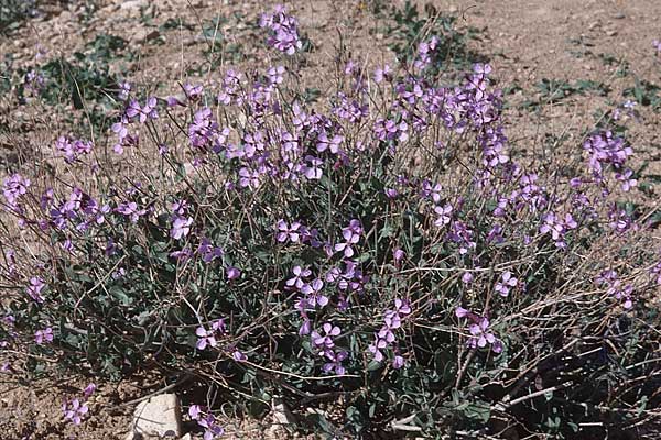 Moricandia arvensis \ Acker-Moricandie / Purple Mistress, Tunesien/Tunisia Zaghouan 18.3.1997