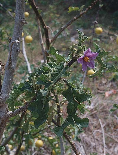 Solanum sodomaeum \ Sodomsapfel, Tunesien Kelibia 16.3.1997