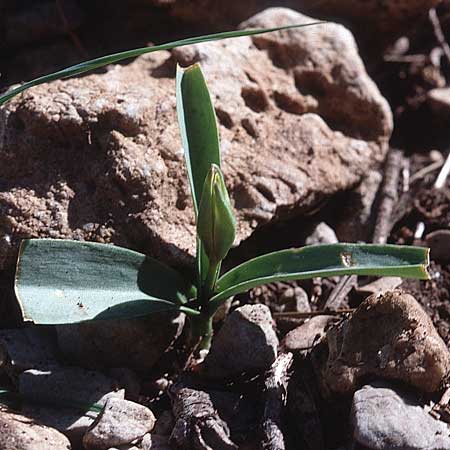 Tulipa sylvestris subsp. australis \ Südliche Wild-Tulpe, Tunesien Zaghouan 18.3.1997