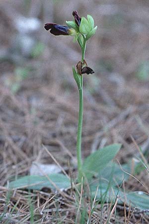 Ophrys eleonorae \ Eleonora-Ragwurz / Eleanor Bee Orchid, Tunesien/Tunisia,  Cap Bon 16.3.1997 