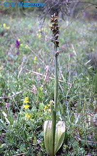 Steveniella satyrioides \ Kappenorchis (Höhe 450 m), Ukraine,  Krim Scalistoe 15.4.1994 (Photo: Dr. Vladimir Nazarov)