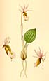 Calypso bulbosa, Tafel/image 416 aus/from Lindman (1917-1926) Bilder ur Nordens Flora