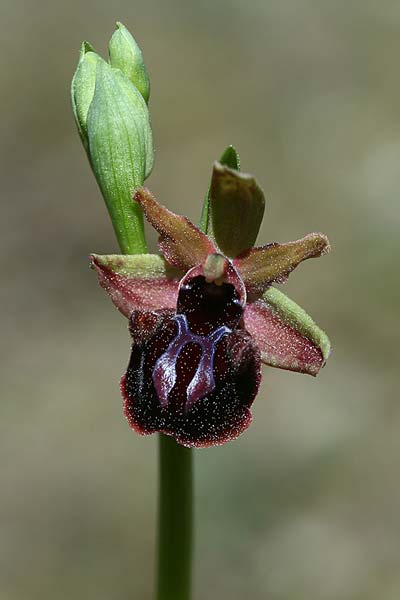 Ophrys incubacea x mammosa, AL   Divjaka 2.4.2015 (Photo: Helmut Presser)