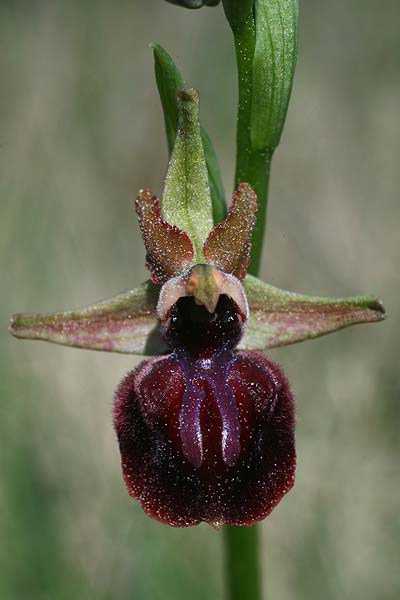 Ophrys incubacea x mammosa, AL   Divjaka 2.4.2015 (Photo: Helmut Presser)