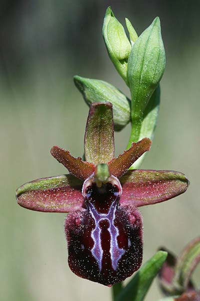 Ophrys incubacea x mammosa, AL   Divjaka 2.4.2015 (Photo: Helmut Presser)