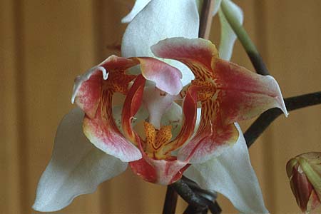Phalaenopsis Pelorie, 22.4.90