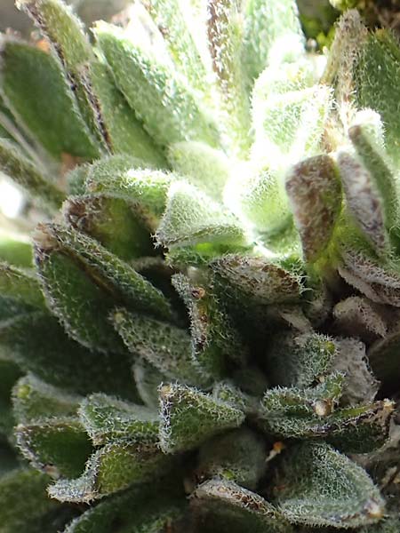 Arabis bellidifolia subsp. stellulata \ Sternhaarige Zwerg-Gnsekresse, Stern-Gnsekresse, A Dachstein 10.7.2020
