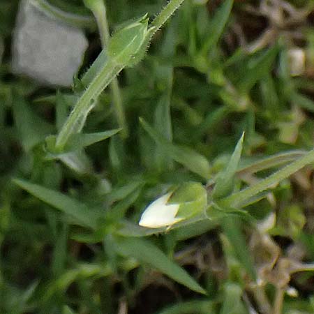 Arenaria grandiflora \ Grobltiges Sandkraut / Large-Flowered Sandwort, A Trenchtling 6.7.2024