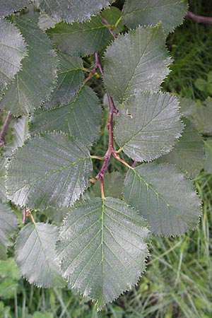 Alnus alnobetula \ Gr&uuml;n-Erle / Green Alder, A Malta - Tal / Valley 19.7.2010