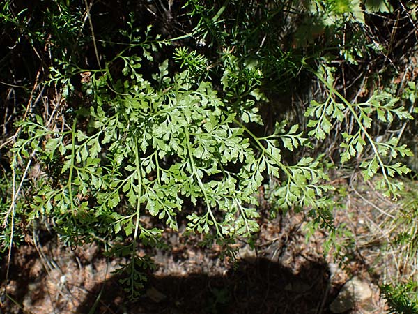 Asplenium cuneifolium / Serpentine Spleenwort, A Kraubath (Mur) 27.6.2021