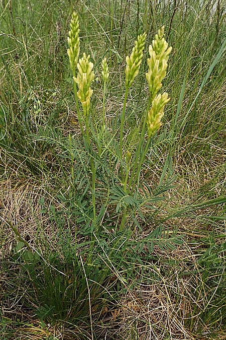 Astragalus asper \ Rauer Tragant, A Seewinkel, Apetlon 8.5.2022
