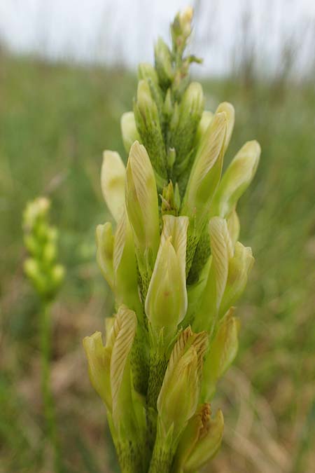 Astragalus asper \ Rauer Tragant, A Seewinkel, Apetlon 8.5.2022