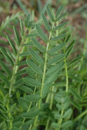 Astragalus asper \ Rauer Tragant, A Wien 2.4.2023