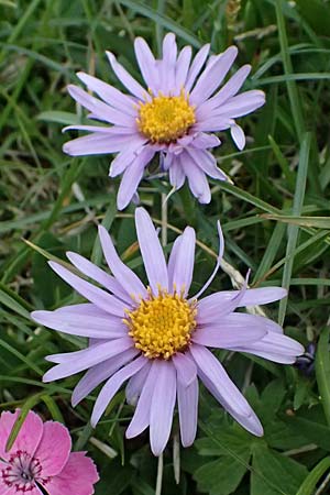 Aster alpinus / Alpine Aster, A Trenchtling 6.7.2024