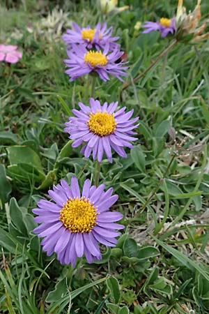 Aster alpinus / Alpine Aster, A Trenchtling 6.7.2024