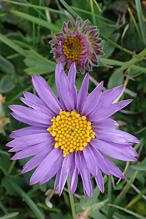 Aster alpinus / Alpine Aster, A Trenchtling 6.7.2024