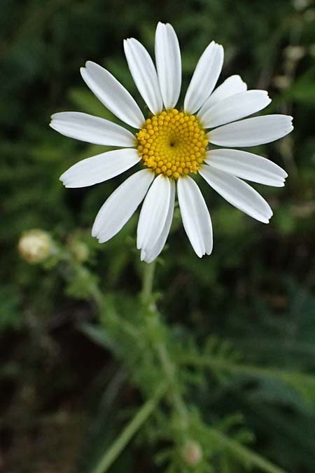 Anthemis austriaca \ �sterreichische Hundskamille / Austrian Chamomile, A Pulkau 9.5.2025