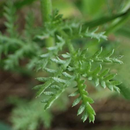 Anthemis austriaca \ �sterreichische Hundskamille / Austrian Chamomile, A Pulkau 9.5.2025