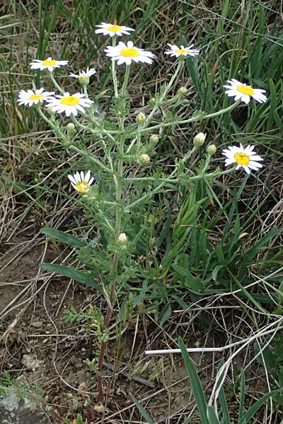 Anthemis austriaca \ �sterreichische Hundskamille / Austrian Chamomile, A Pulkau 9.5.2025