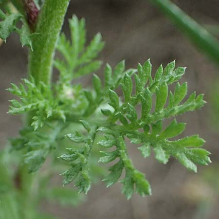 Anthemis austriaca \ �sterreichische Hundskamille / Austrian Chamomile, A Pulkau 9.5.2025