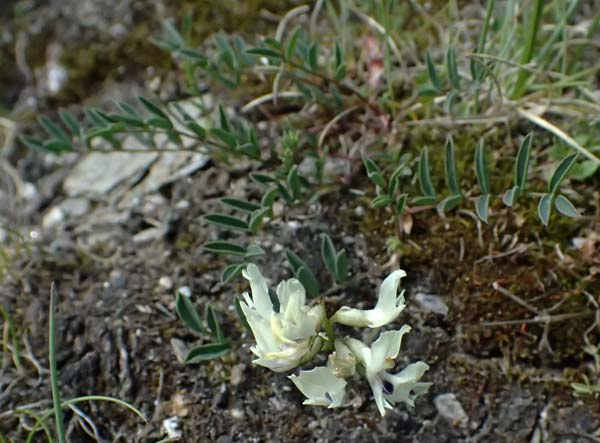 Astragalus australis \ Sdlicher Tragant / Indian Milk-Vetch, Southern Milk-Vetch, A Bad Gastein 29.6.2025