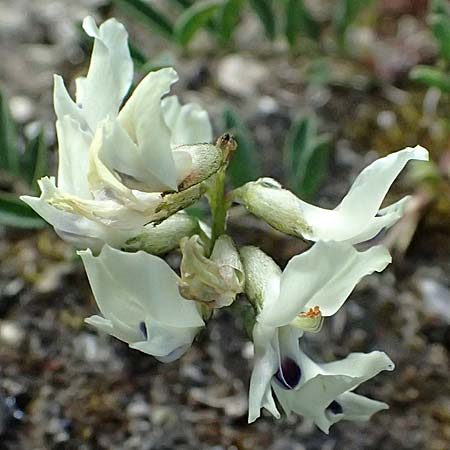 Astragalus australis \ Sdlicher Tragant / Indian Milk-Vetch, Southern Milk-Vetch, A Bad Gastein 29.6.2025
