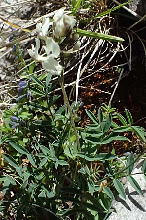 Astragalus australis \ Sdlicher Tragant / Indian Milk-Vetch, Southern Milk-Vetch, A Bad Gastein 29.6.2025