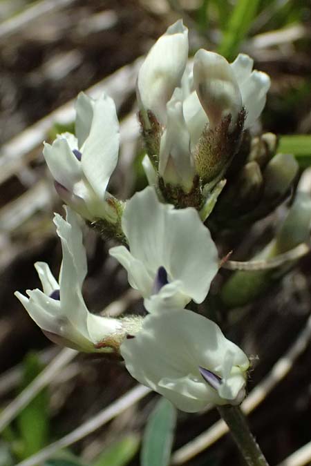 Astragalus australis \ Sdlicher Tragant / Indian Milk-Vetch, Southern Milk-Vetch, A Bad Gastein 29.6.2025