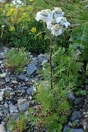 Achillea atrata \ Schwarzrandige Schafgarbe / Black Milfoil, A Gro&szlig;glockner 11.8.2025