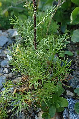 Achillea atrata \ Schwarzrandige Schafgarbe / Black Milfoil, A Gro&szlig;glockner 11.8.2025