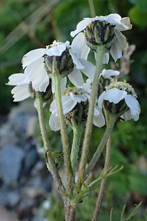 Achillea atrata \ Schwarzrandige Schafgarbe / Black Milfoil, A Gro&szlig;glockner 11.8.2025