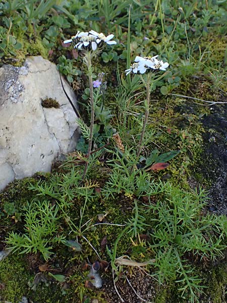 Achillea atrata \ Schwarzrandige Schafgarbe / Black Milfoil, A Gro&szlig;glockner 11.8.2025