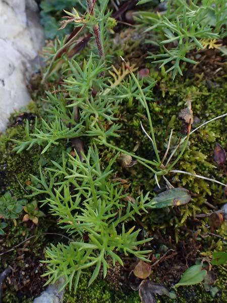 Achillea atrata \ Schwarzrandige Schafgarbe / Black Milfoil, A Gro&szlig;glockner 11.8.2025