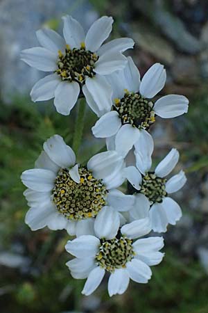Achillea atrata \ Schwarzrandige Schafgarbe / Black Milfoil, A Gro&szlig;glockner 11.8.2025