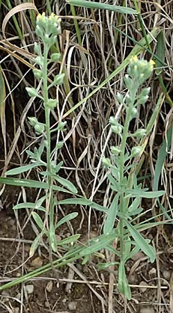 Alyssum alyssoides \ Kelch-Steinkraut, A Hollabrunn 12.6.2026
