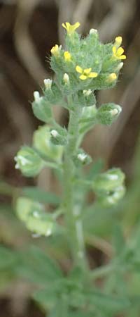 Alyssum alyssoides \ Kelch-Steinkraut, A Hollabrunn 12.6.2026