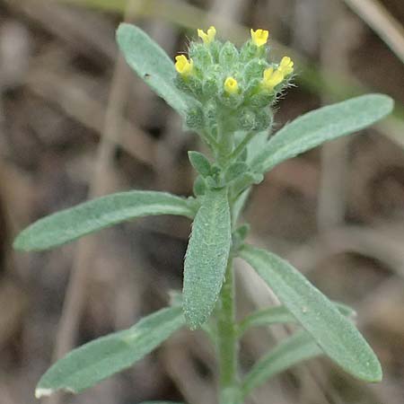 Alyssum alyssoides \ Kelch-Steinkraut, A Hollabrunn 12.6.2026