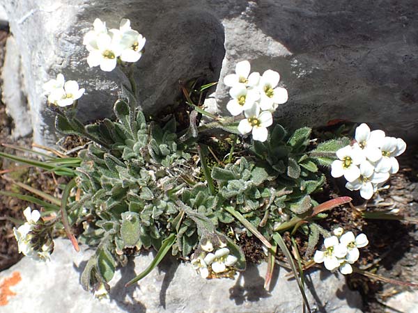Arabis bellidifolia subsp. stellulata \ Sternhaarige Zwerg-Gnsekresse, Stern-Gnsekresse, A Dachstein 10.7.2020