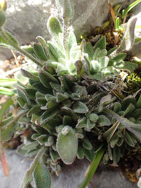Arabis bellidifolia subsp. stellulata \ Sternhaarige Zwerg-Gnsekresse, Stern-Gnsekresse, A Dachstein 10.7.2020