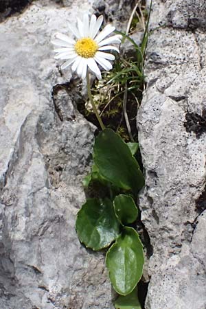 Aster bellidiastrum \ Alpen-Maliebchen / Daisy Star, A Admont 5.7.2024