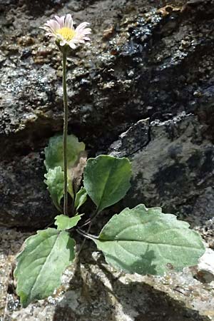 Aster bellidiastrum \ Alpen-Maliebchen / Daisy Star, A Palfau 8.7.2024