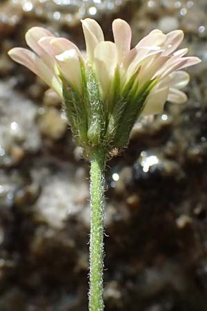 Aster bellidiastrum \ Alpen-Maliebchen / Daisy Star, A Palfau 8.7.2024