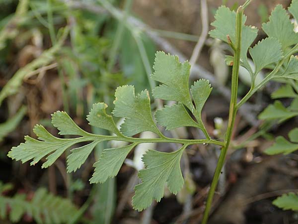 Asplenium cuneifolium / Serpentine Spleenwort, A Kraubath (Mur) 27.6.2021