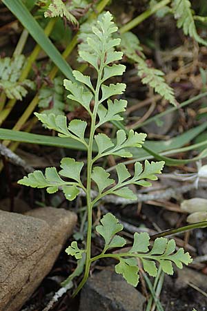 Asplenium cuneifolium / Serpentine Spleenwort, A Kraubath (Mur) 27.6.2021