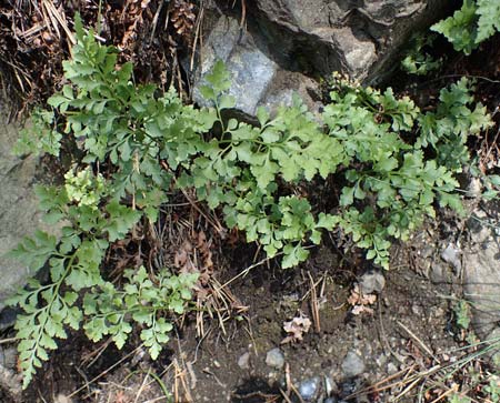 Asplenium cuneifolium / Serpentine Spleenwort, A Kraubath (Mur) 25.7.2021