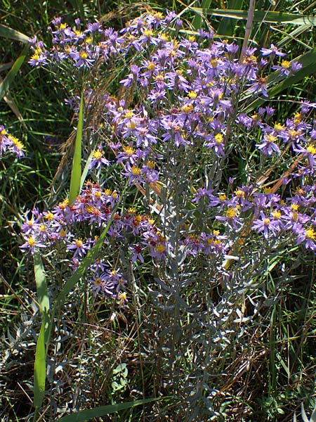 Galatella cana \ Graue Steppen-Aster, A Weiden am Neusiedler See 28.9.2022
