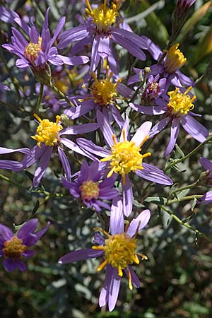 Galatella cana \ Graue Steppen-Aster, A Weiden am Neusiedler See 28.9.2022
