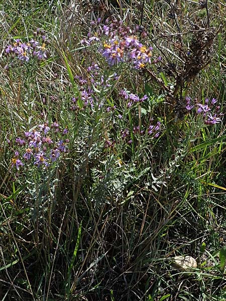 Galatella cana \ Graue Steppen-Aster, A Weiden am Neusiedler See 28.9.2022